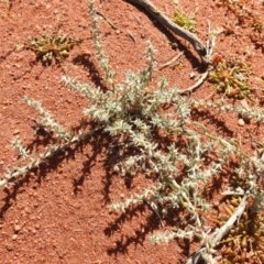 Sclerolaena cornishiana at Sir Samuel, WA - 30 Aug 2023 12:10 PM