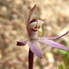 Caladenia fuscata (Dusky Fingers) at Rendezvous Creek, ACT - 31 Aug 2023 by JohnBundock