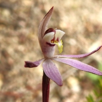 Caladenia fuscata (Dusky Fingers) at Namadgi National Park - 31 Aug 2023 by JohnBundock