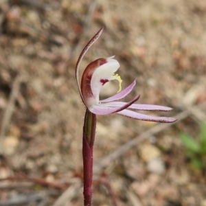 Caladenia fuscata at Rendezvous Creek, ACT - 31 Aug 2023