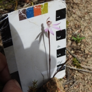 Caladenia fuscata at Rendezvous Creek, ACT - 31 Aug 2023