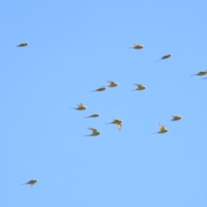 Melopsittacus undulatus at Sir Samuel, WA - 30 Aug 2023