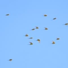 Melopsittacus undulatus (Budgerigar) at Sir Samuel, WA - 30 Aug 2023 by HelenCross