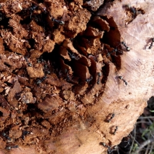 Dolichoderus scabridus at Borough, NSW - suppressed