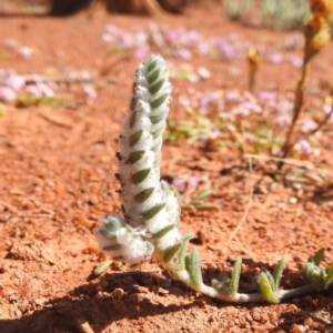 Maireana carnosa at Sir Samuel, WA - 30 Aug 2023