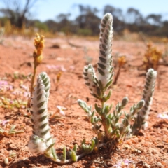 Maireana carnosa at Sir Samuel, WA - 30 Aug 2023