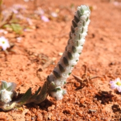 Maireana carnosa at Sir Samuel, WA - 30 Aug 2023