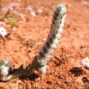 Maireana carnosa at Sir Samuel, WA - 30 Aug 2023