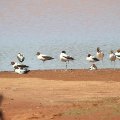 Recurvirostra novaehollandiae (Red-necked Avocet) at Sir Samuel, WA - 30 Aug 2023 by HelenCross