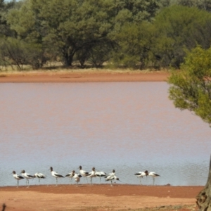 Recurvirostra novaehollandiae at Sir Samuel, WA - 30 Aug 2023