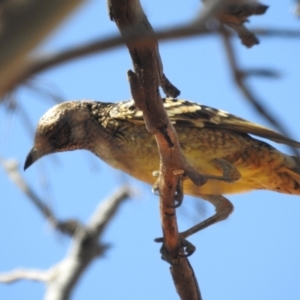 Chlamydera guttata at Sir Samuel, WA - 30 Aug 2023