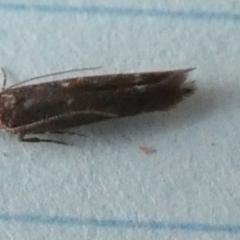 Blastobasis (genus) at Borough, NSW - 30 Aug 2023 by Paul4K