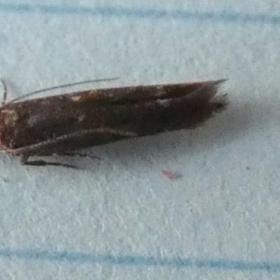 Blastobasis (genus) at Borough, NSW - 30 Aug 2023 by Paul4K