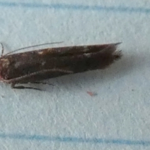 Blastobasis (genus) at Borough, NSW - 30 Aug 2023