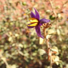 Solanum sp. at Sir Samuel, WA - 30 Aug 2023 by HelenCross