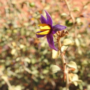 Solanum nummularium at Sir Samuel, WA - 30 Aug 2023 01:28 PM