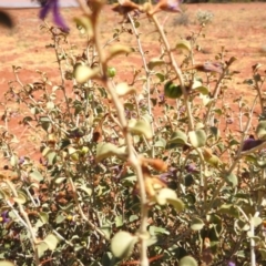 Solanum nummularium at Sir Samuel, WA - 30 Aug 2023 01:28 PM