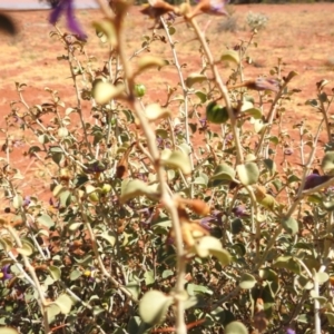 Solanum nummularium at Sir Samuel, WA - 30 Aug 2023 01:28 PM