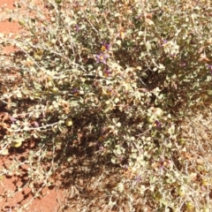 Solanum nummularium at Sir Samuel, WA - 30 Aug 2023