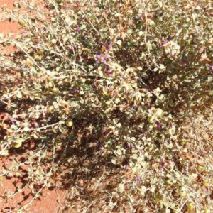 Solanum nummularium at Sir Samuel, WA - 30 Aug 2023 01:28 PM