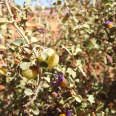 Solanum nummularium at Sir Samuel, WA - 30 Aug 2023