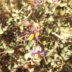 Solanum nummularium at Sir Samuel, WA - 30 Aug 2023 01:28 PM