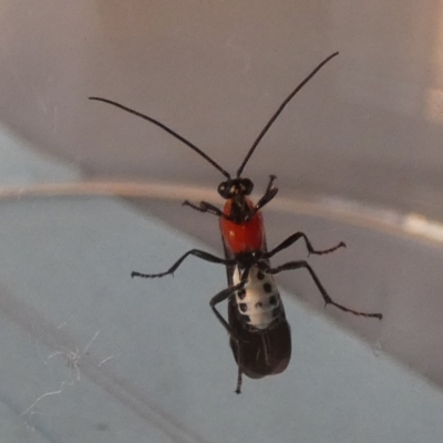 Braconidae (family) (Unidentified braconid wasp) at Borough, NSW - 30 Aug 2023 by Paul4K