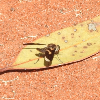 Comptosia sp. (genus) (Unidentified Comptosia bee fly) at Sir Samuel, WA - 30 Aug 2023 by HelenCross