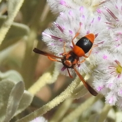 Unverified Wasp (Hymenoptera, Apocrita) at Sir Samuel, WA - 30 Aug 2023 by HelenCross