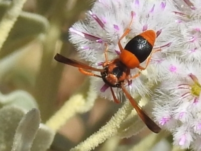 Unidentified Wasp (Hymenoptera, Apocrita) at Sir Samuel, WA - 30 Aug 2023 by HelenCross