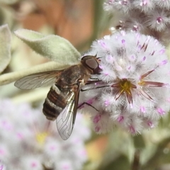 Unidentified Bee fly (Bombyliidae) at Sir Samuel, WA - 30 Aug 2023 by HelenCross