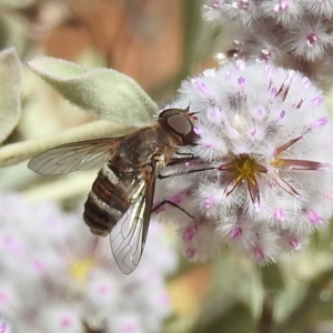 Villa sp. (genus) at Sir Samuel, WA - 30 Aug 2023 02:58 PM