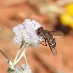 Villa sp. (genus) at Sir Samuel, WA - 30 Aug 2023 02:58 PM