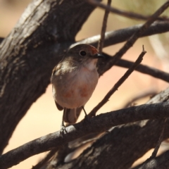 Petroica goodenovii (Red-capped Robin) at Sir Samuel, WA - 30 Aug 2023 by HelenCross