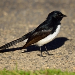 Rhipidura leucophrys (Willie Wagtail) at Belconnen, ACT - 31 Aug 2023 by Thurstan
