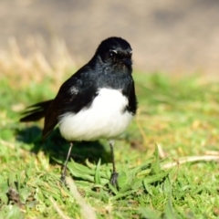 Rhipidura leucophrys at Belconnen, ACT - 31 Aug 2023