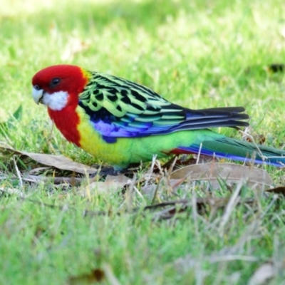 Platycercus eximius (Eastern Rosella) at Lake Ginninderra - 31 Aug 2023 by Thurstan