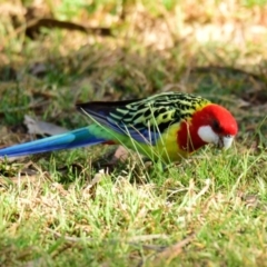 Platycercus eximius at Belconnen, ACT - 31 Aug 2023 03:30 PM