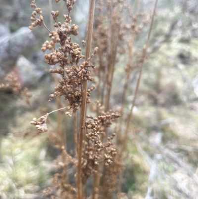 Juncus vaginatus (Clustered Rush) at Scott Nature Reserve - 30 Aug 2023 by JaneR