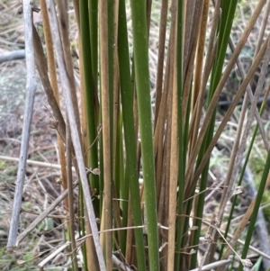 Juncus vaginatus at Mulloon, NSW - 30 Aug 2023