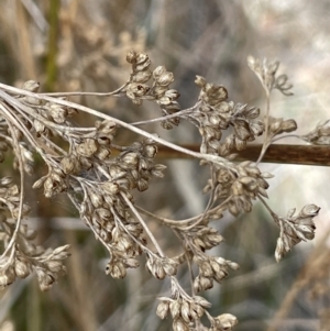 Juncus vaginatus at Mulloon, NSW - 30 Aug 2023