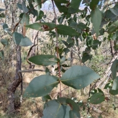 Eucalyptus dives (Broad-leaved Peppermint) at Fadden, ACT - 31 Aug 2023 by LPadg
