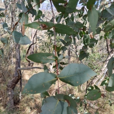 Eucalyptus dives (Broad-leaved Peppermint) at Wanniassa Hill - 31 Aug 2023 by LPadg