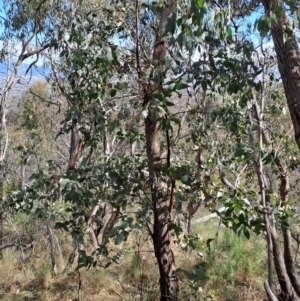 Eucalyptus dives at Fadden, ACT - 31 Aug 2023
