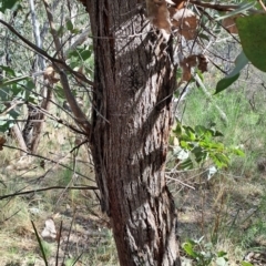 Eucalyptus dives at Fadden, ACT - 31 Aug 2023 01:36 PM