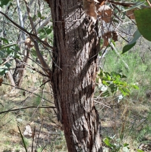 Eucalyptus dives at Fadden, ACT - 31 Aug 2023