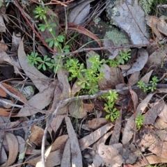 Galium aparine (Goosegrass, Cleavers) at Wanniassa Hill - 31 Aug 2023 by LPadg