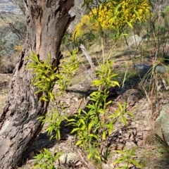 Solanum pseudocapsicum (Jerusalem Cherry, Madeira Cherry) at Tuggeranong, ACT - 31 Aug 2023 by LPadg