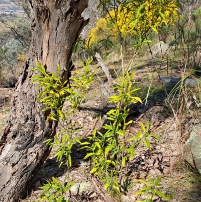Solanum pseudocapsicum (Jerusalem Cherry, Madeira Cherry) at Wanniassa Hill - 31 Aug 2023 by LPadg