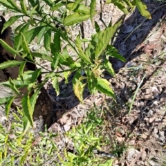 Solanum pseudocapsicum at Tuggeranong, ACT - 31 Aug 2023 01:05 PM